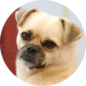 Our mascot Bailey (the dog)