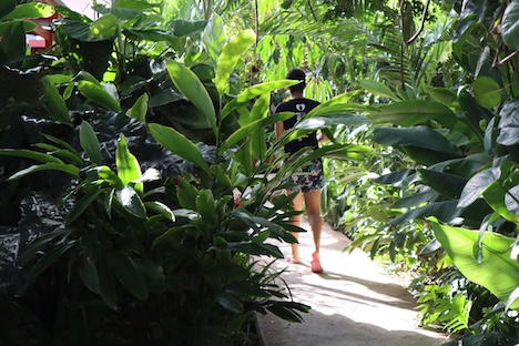 Lush greens all around the resort